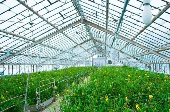 溫室大棚內(nèi)具有疏松土壤透氣性好吸水力強(qiáng).jpg 溫室大棚內(nèi)具有疏松土壤透氣性好吸水力強(qiáng).jpg